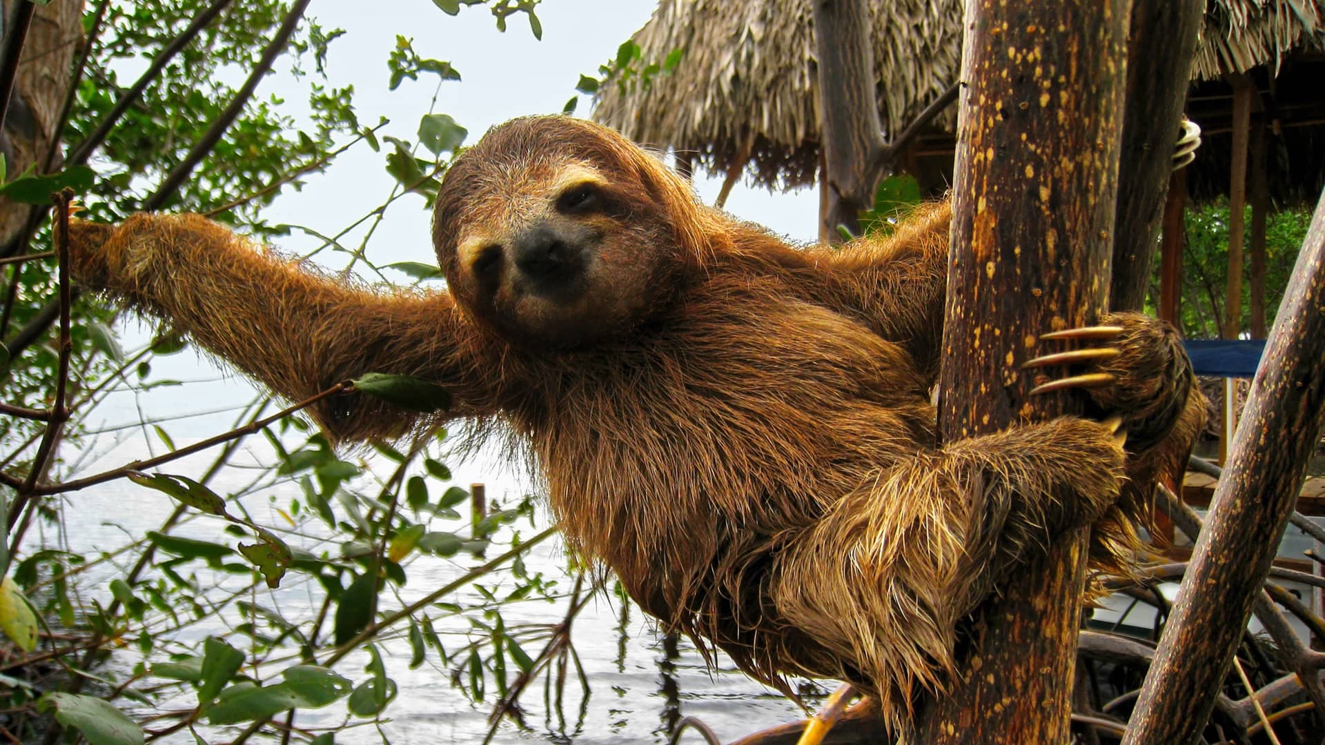 Sloth