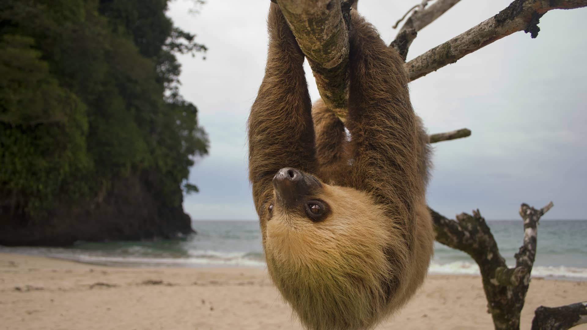 Sloth