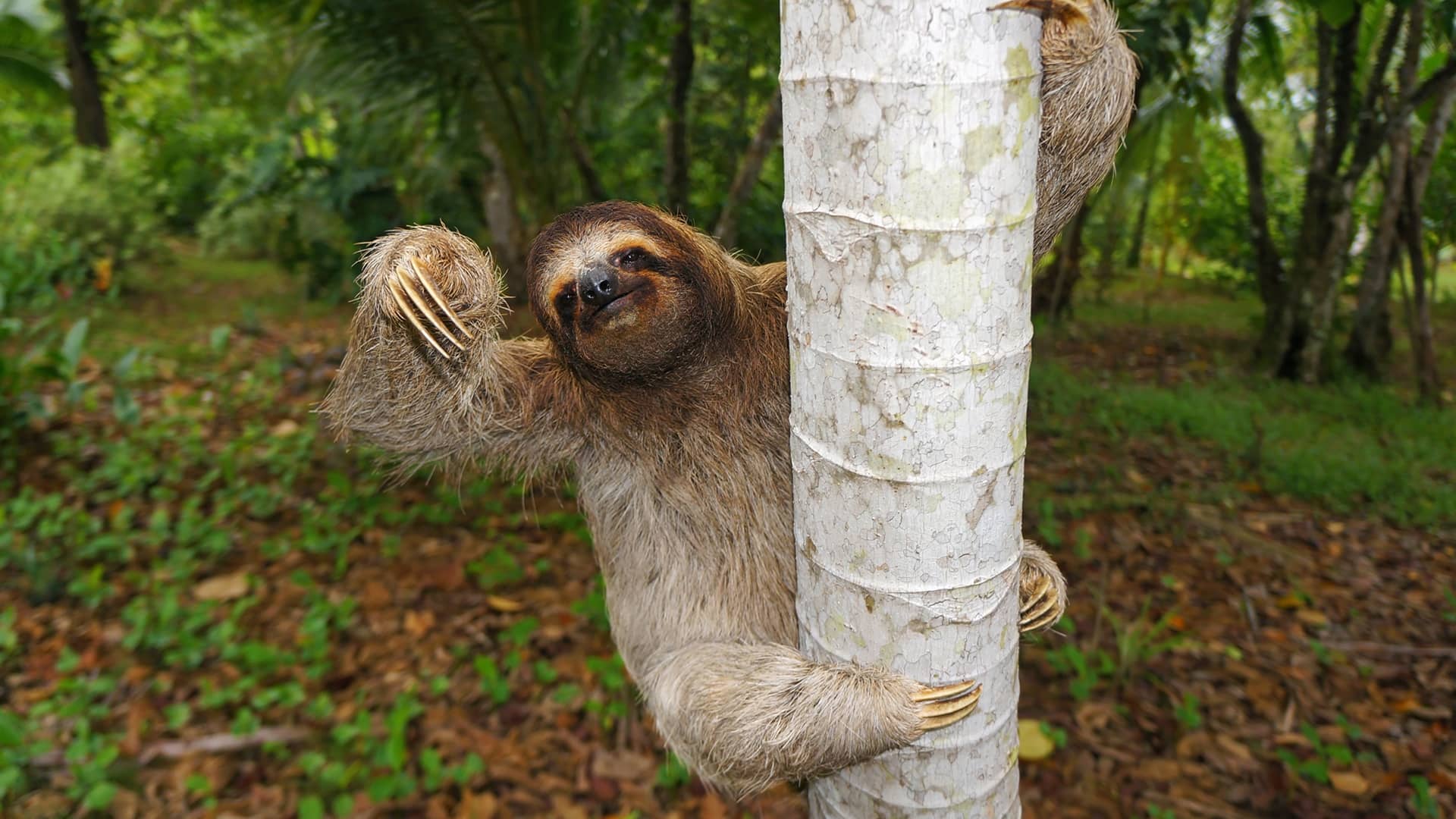 Sloth