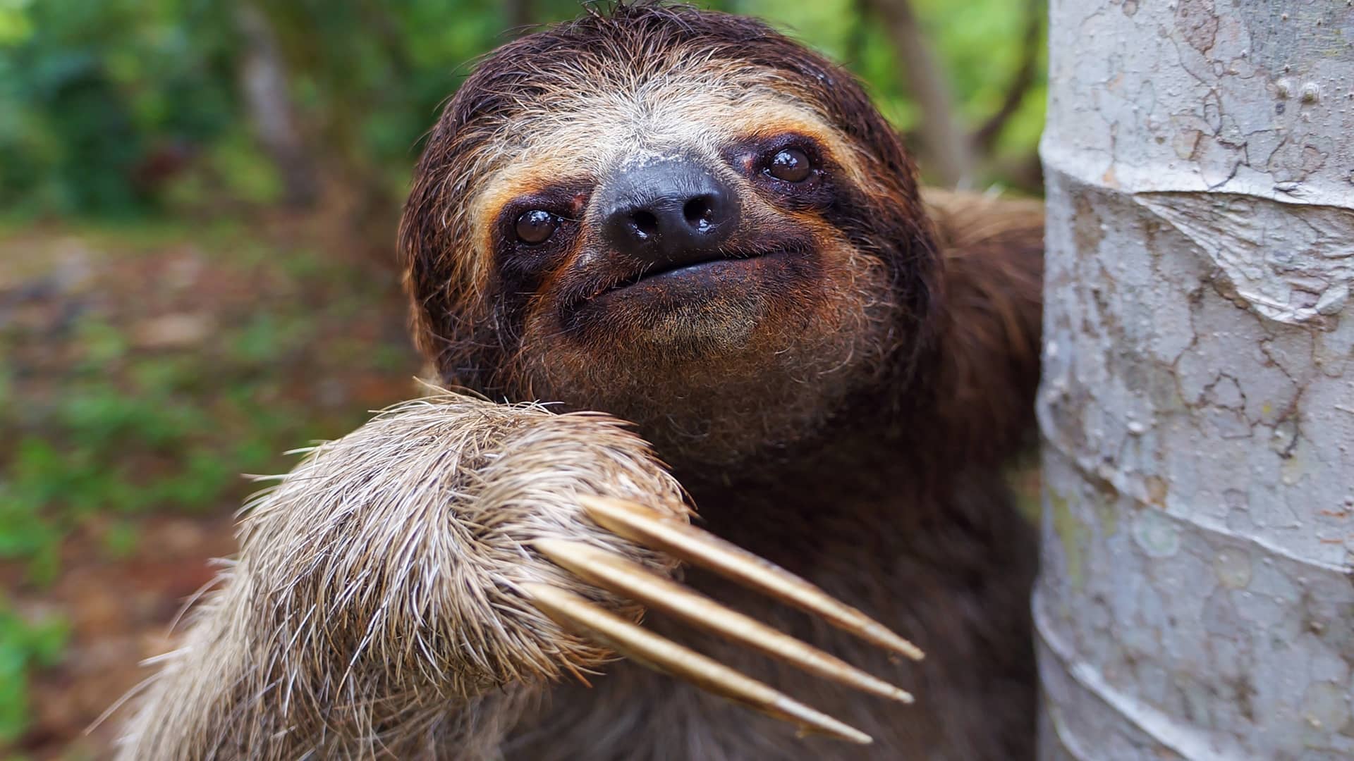 Sloth