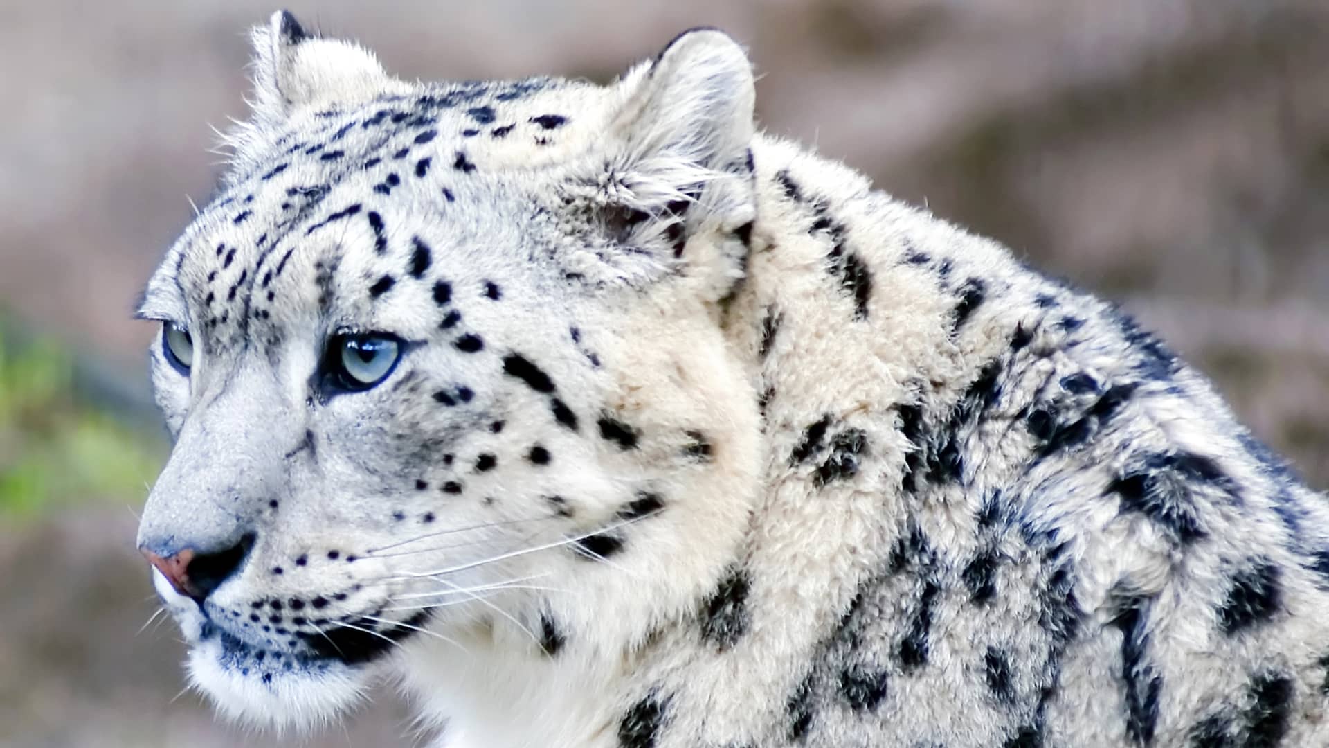 Snow Leopard