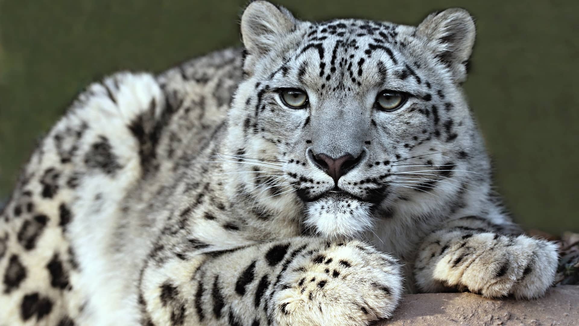 Snow Leopard