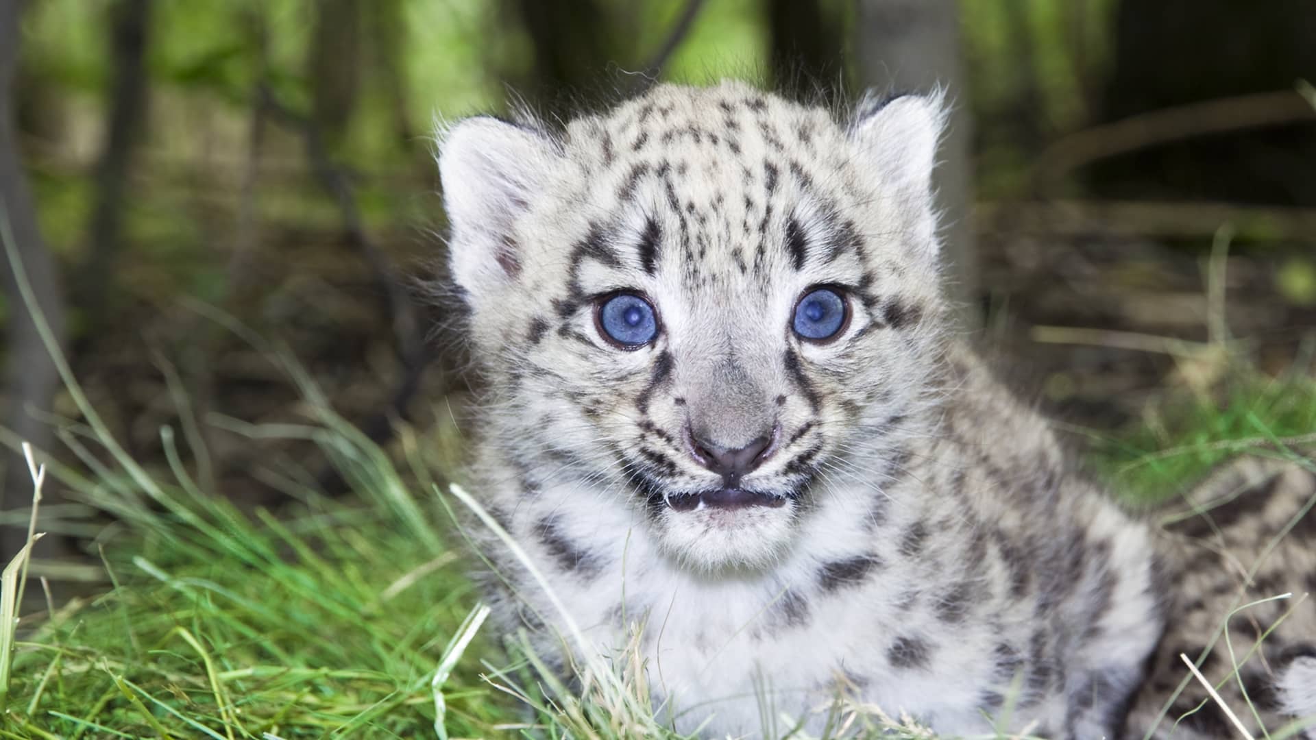 Snow Leopard