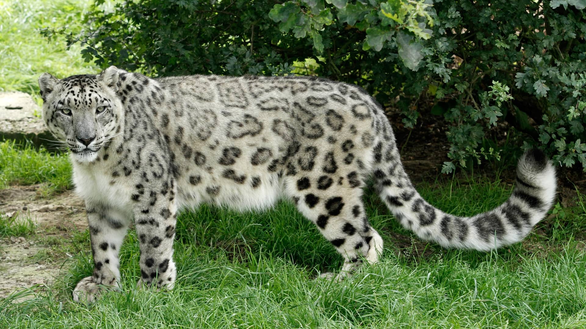 Snow Leopard