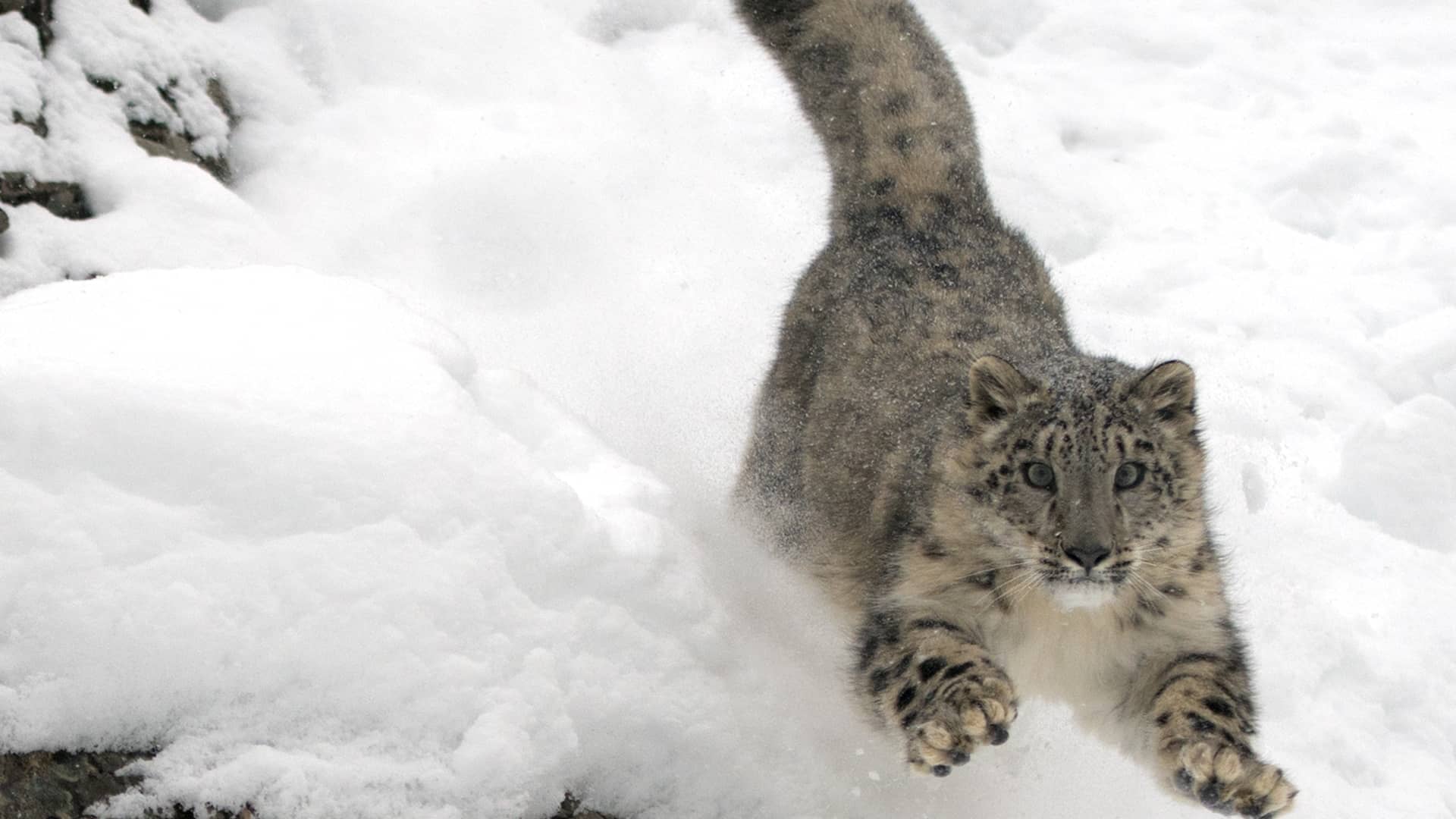 Snow Leopard