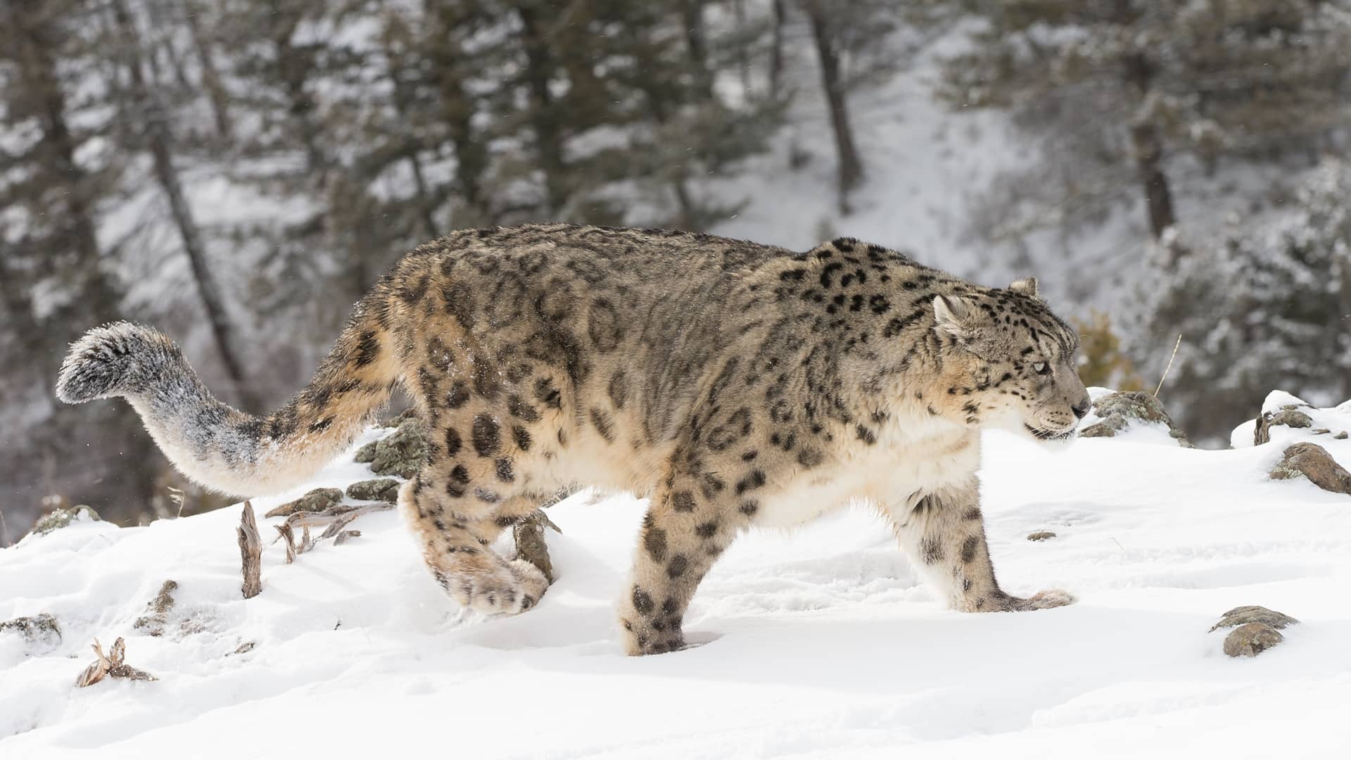 Snow Leopard