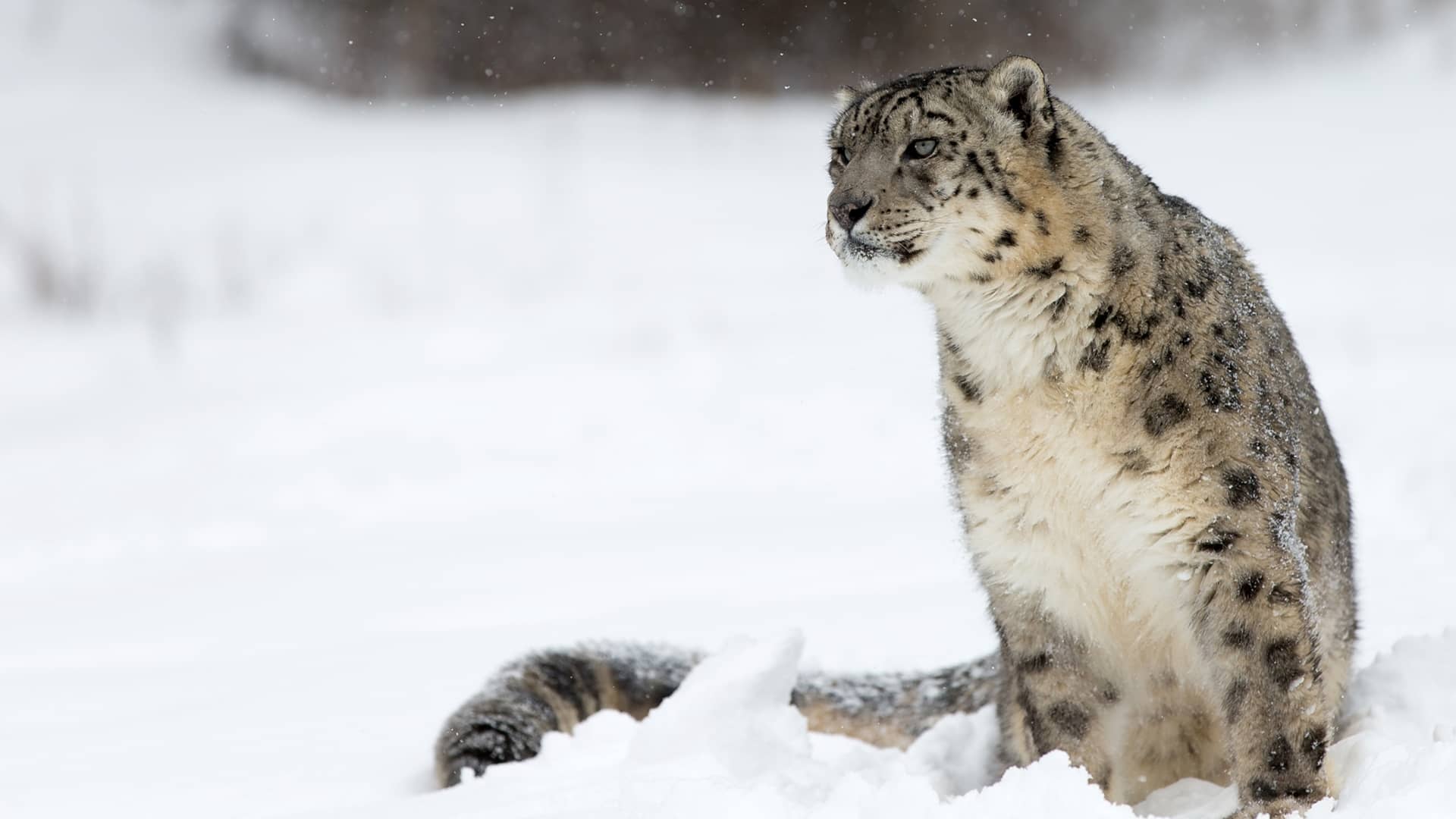 Snow Leopard