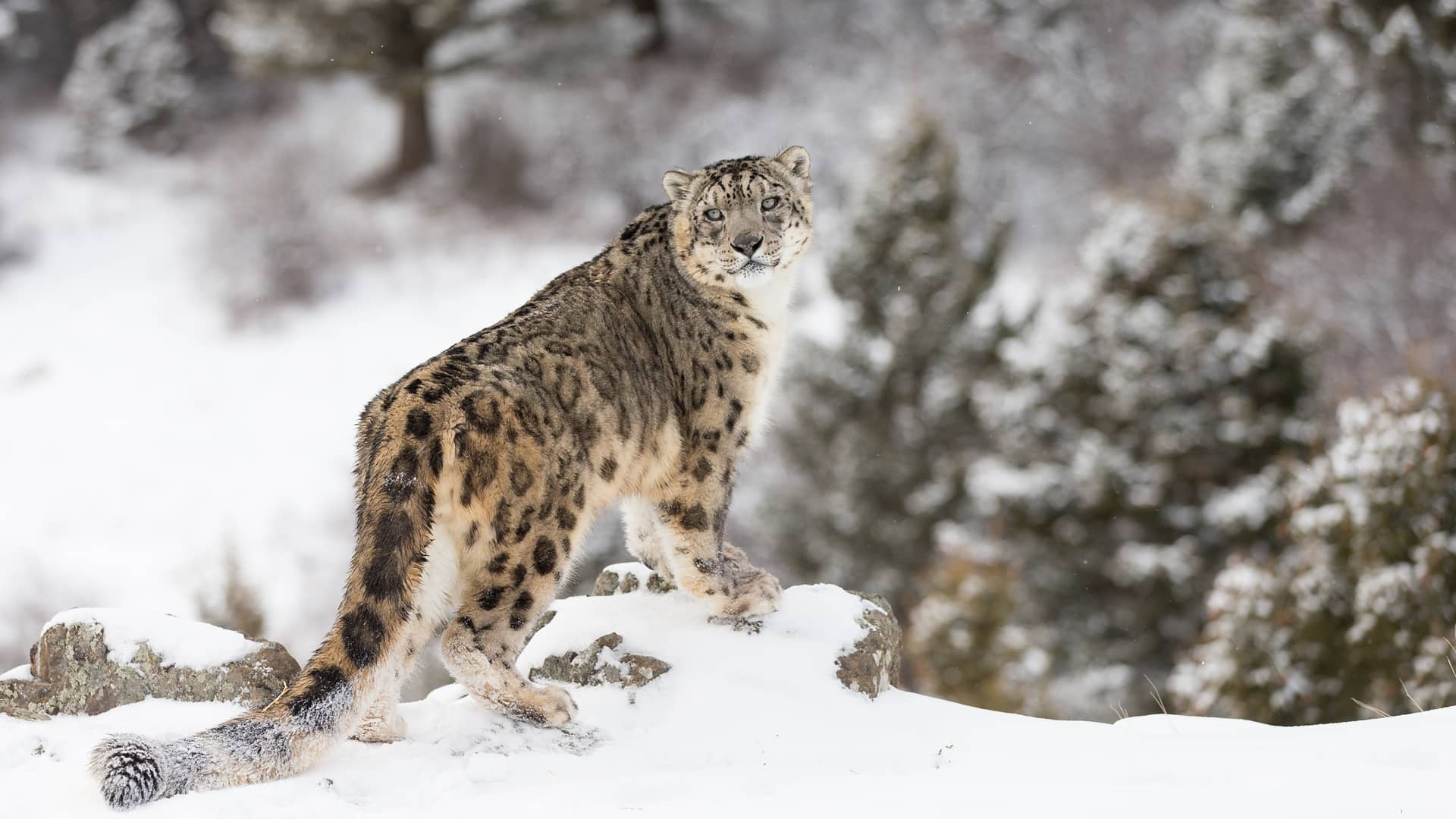 Snow Leopard