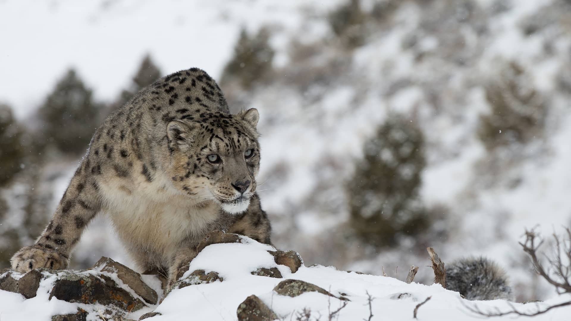 Snow Leopard