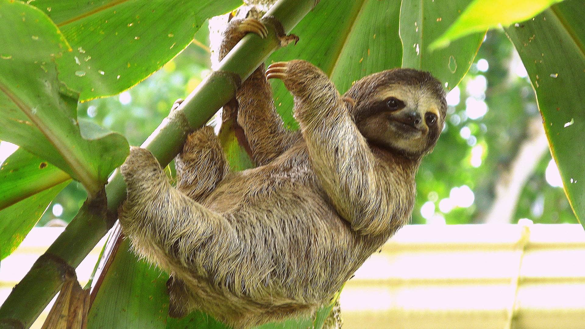 Sloth