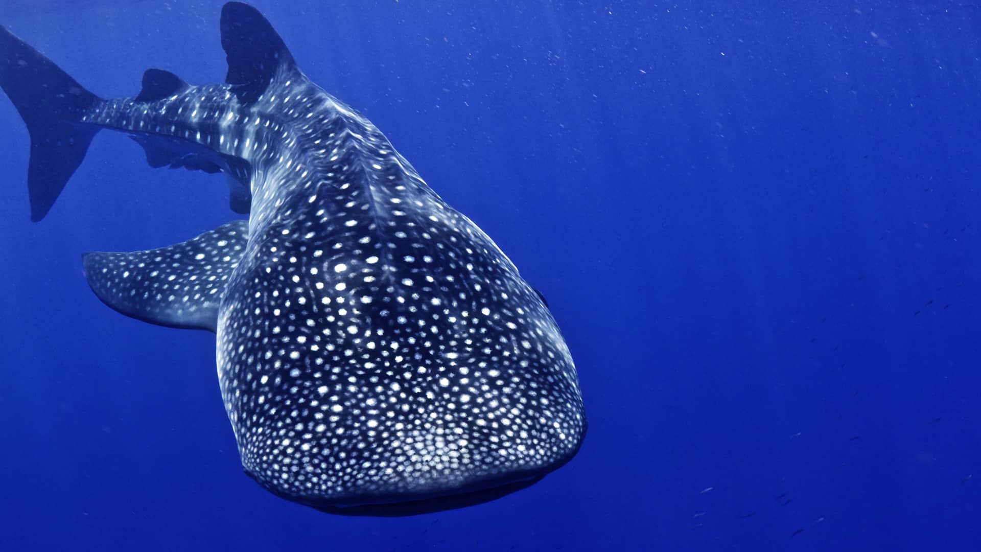 Whale Shark