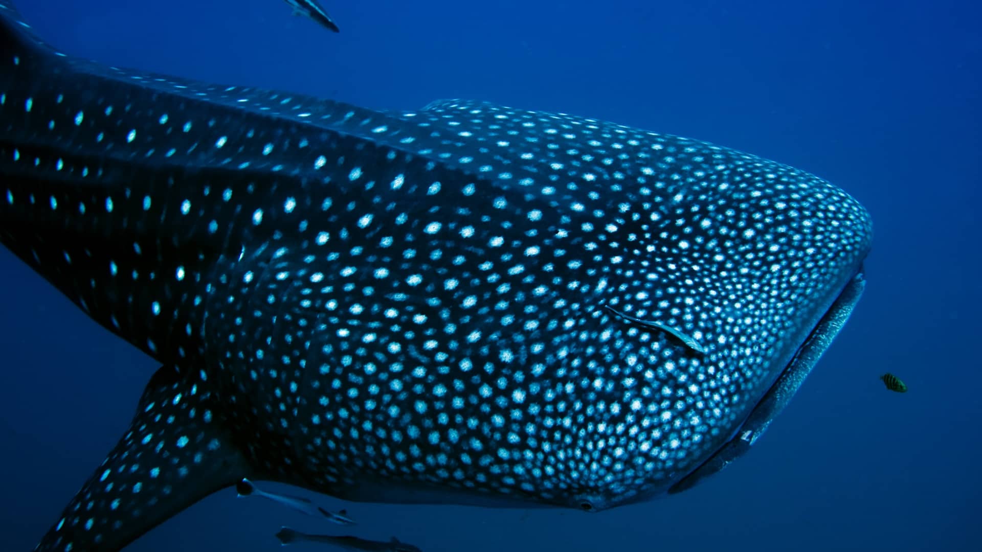 Whale Shark