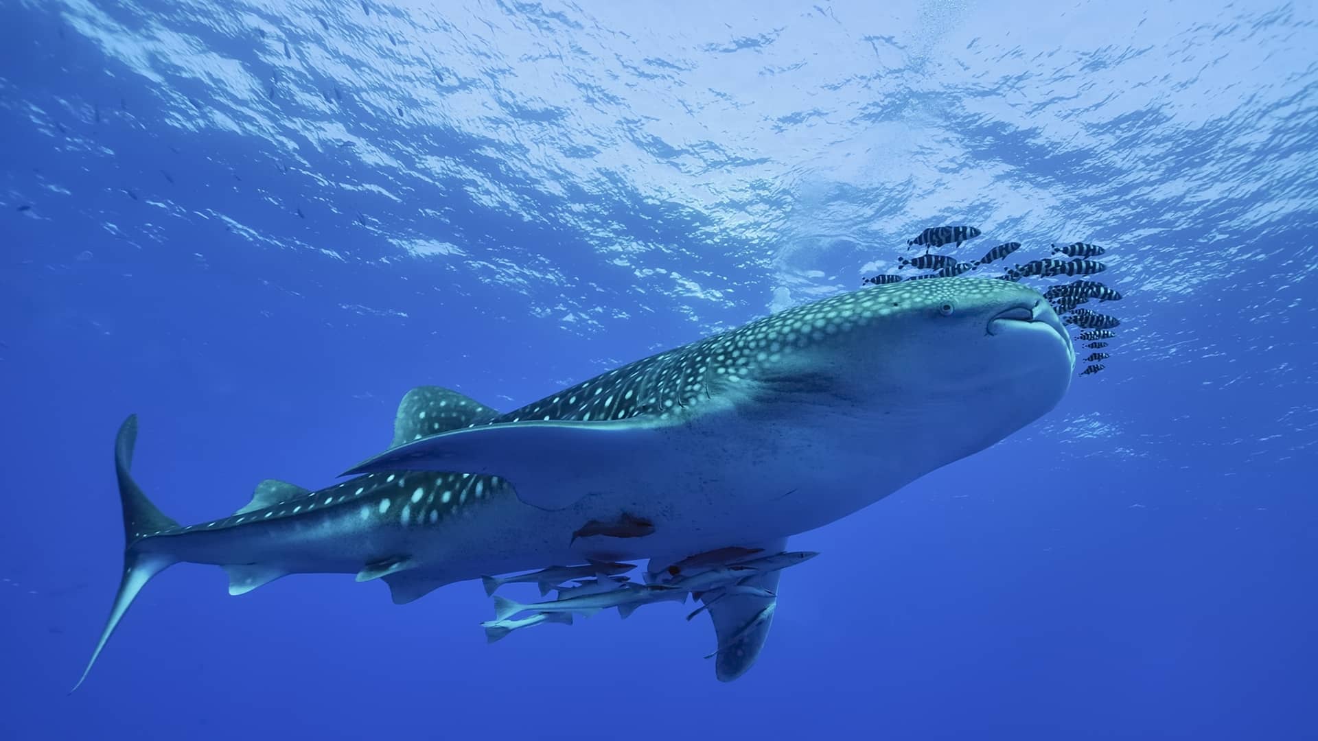 Whale Shark