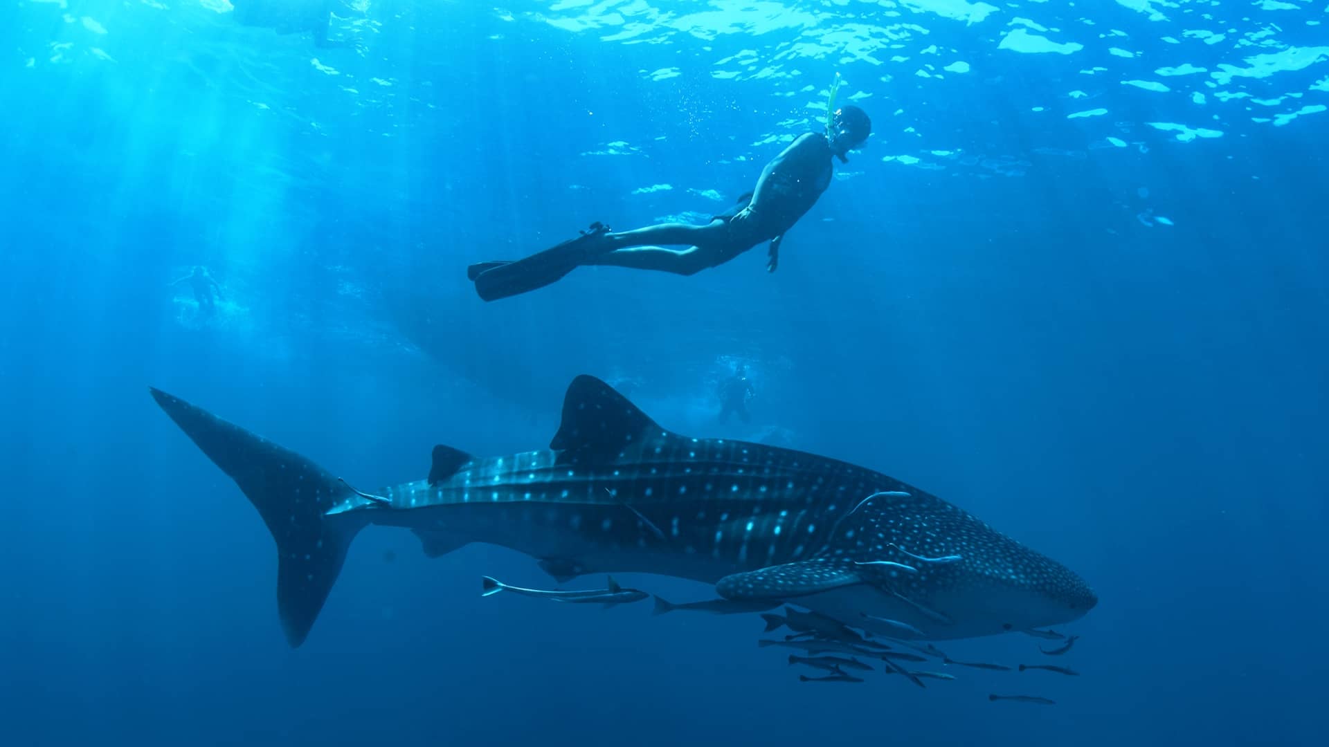 Whale Shark