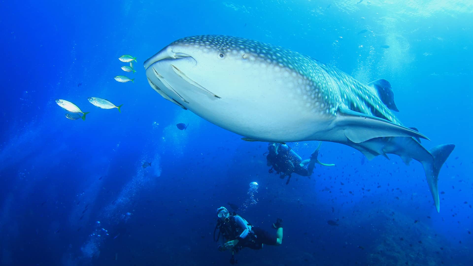 Whale Shark