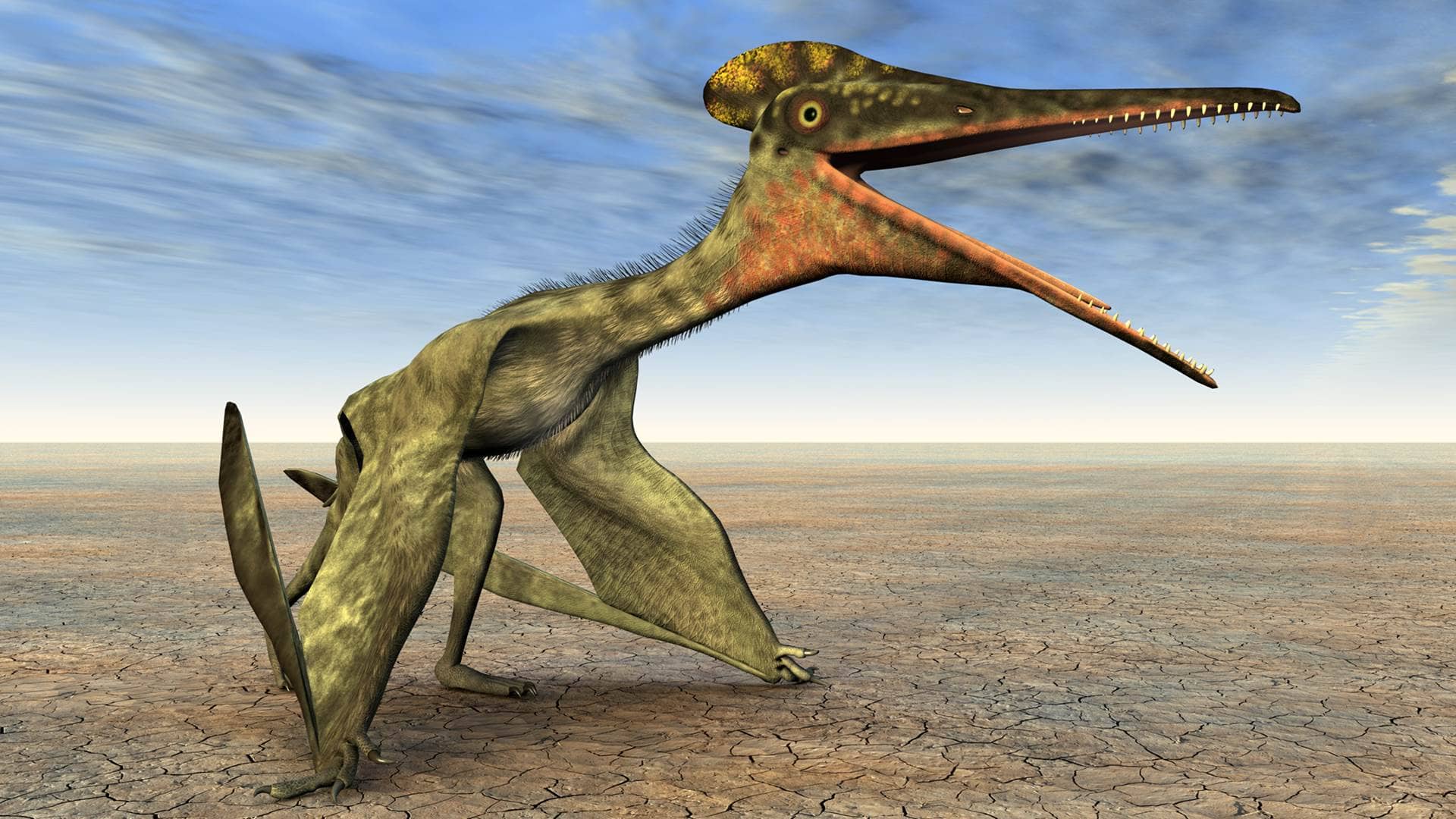 PTERODAKTYLE