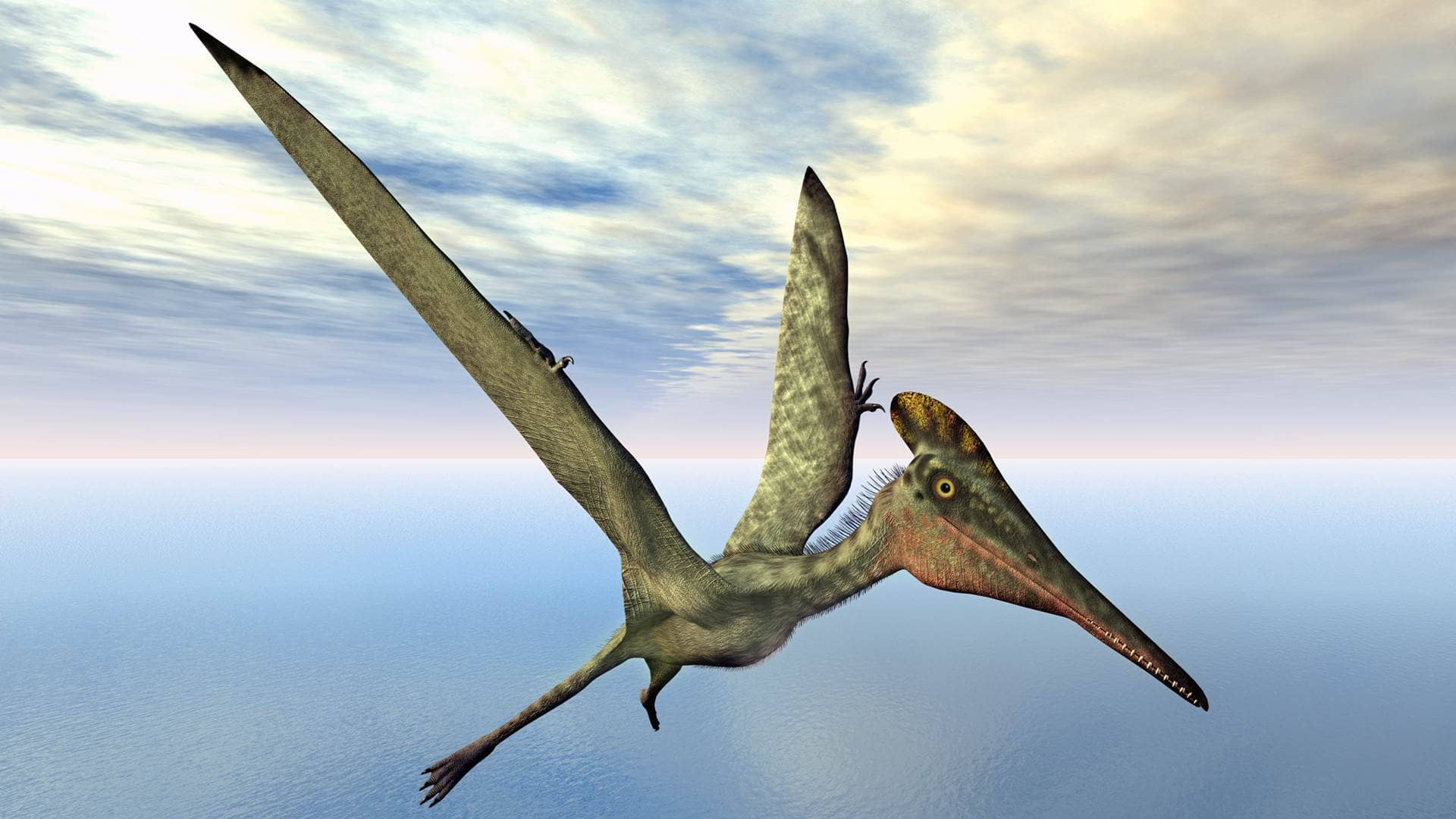 PTERODAKTYLE