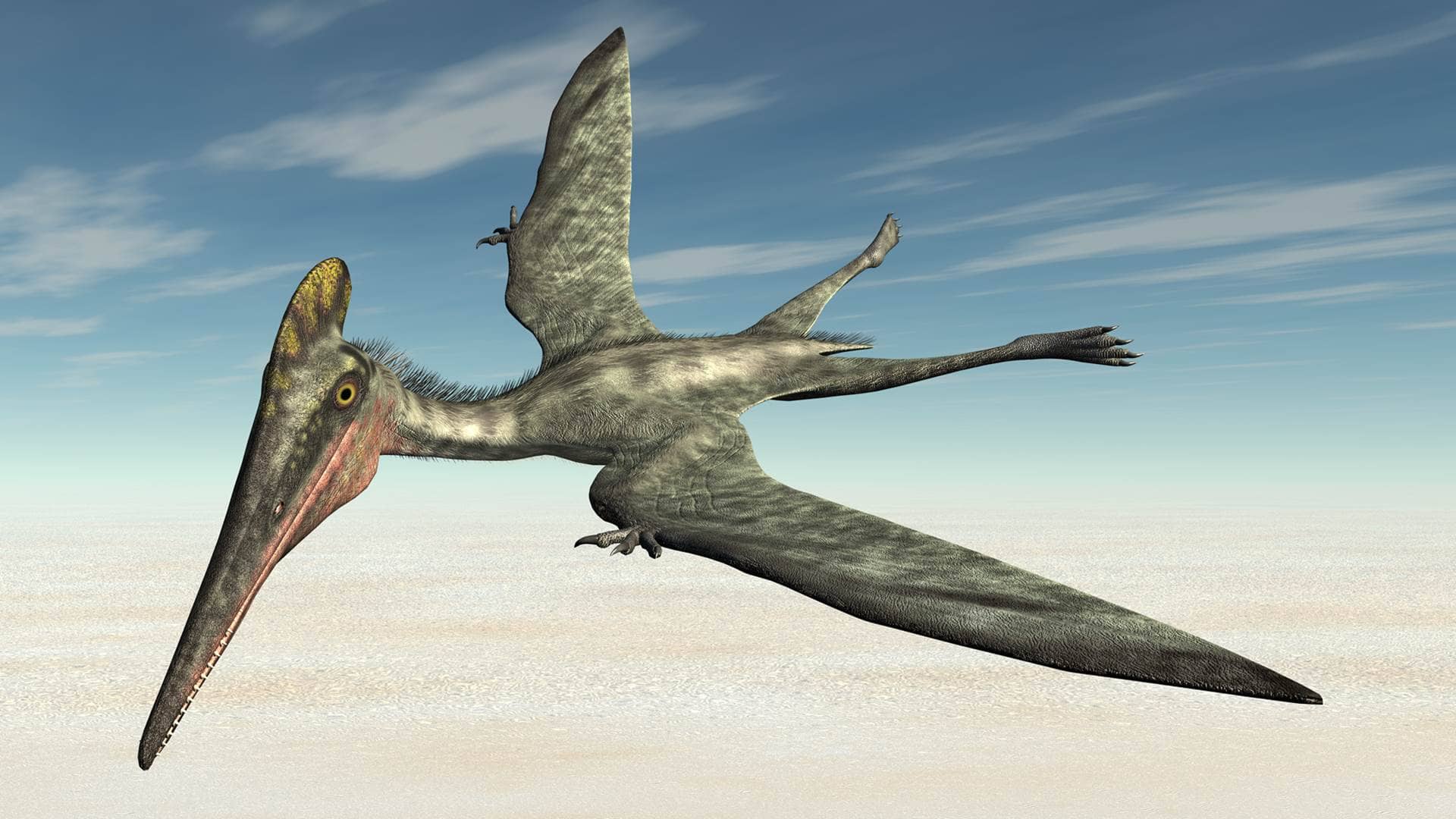 PTERODAKTYLE