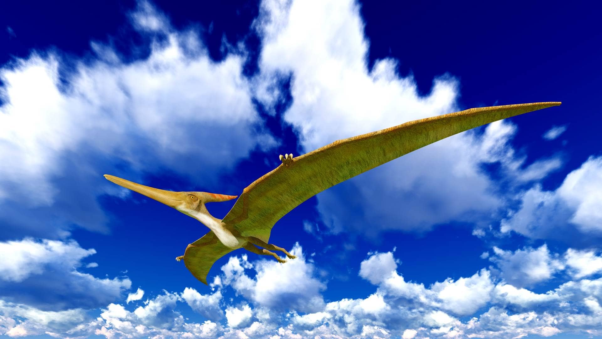 PTERODAKTYLE