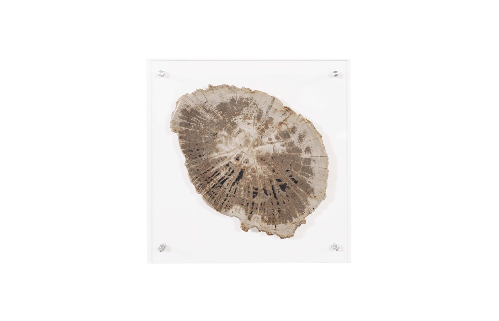 Floating Petrified Slice Wall Art, Assorted