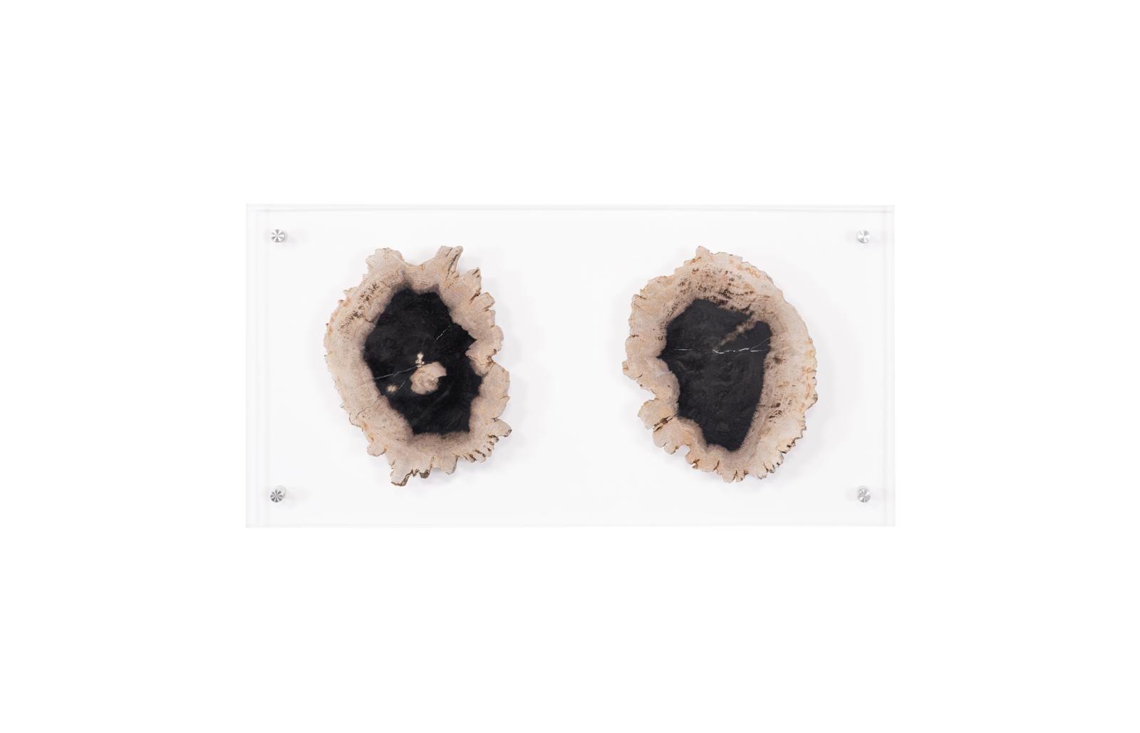 Floating Petrified Double Slice Wall Art