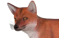 Red Fox Sculpture, Gel Coat