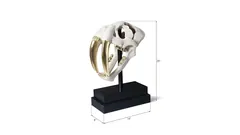 Saber Tooth Tiger Skull, Roman Stone