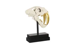 Saber Tooth Tiger Skull, Roman Stone
