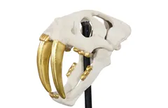 Saber Tooth Tiger Skull, Roman Stone