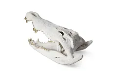 Crocodile Skull, Roman Stone, Gold Leaf