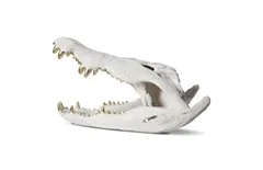 Crocodile Skull, Roman Stone, Gold Leaf