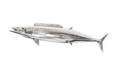 Wahoo Fish, Silver Leaf