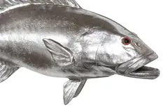 Coral Trout Fish Wall Sculpture, Resin, Silver Leaf