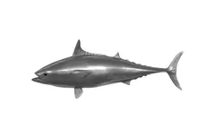 Mackerel Fish Wall Sculpture, Resin, Polished Aluminum Finish