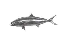 Yellow Tailed King Fish Wall Sculpture, Resin, Polished Aluminum Finish