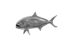 Yellow Tailed King Fish Wall Sculpture, Resin, Polished Aluminum Finish