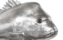 Australian Snapper Fish Wall Sculpture, Resin, Silver Leaf