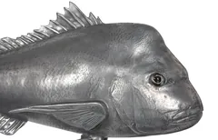 Australian Snapper Fish Wall Sculpture, Resin, Polished Aluminum Finish