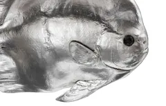 Australian Bat Fish Wall Sculpture, Resin, Silver Leaf