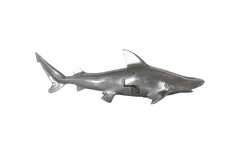 Black Tip Reef Shark, Polished Aluminum