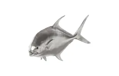 Permit Fish Wall Sculpture, Resin, Silver Leaf