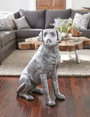Labrador Dog, Sitting, Silver Leaf