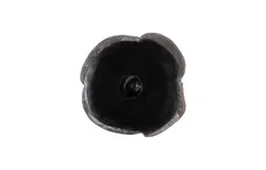 Pen Shell Wall Art