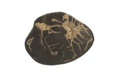Cast Petrified Wood Wall Tile, Resin