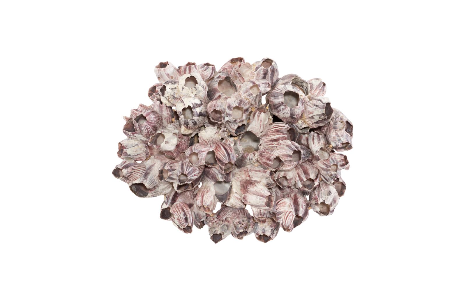 Barnacle Cluster Wall Art, LG