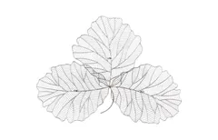 Tri Leaf Wall Art, Medium, Metal, Silver/Black