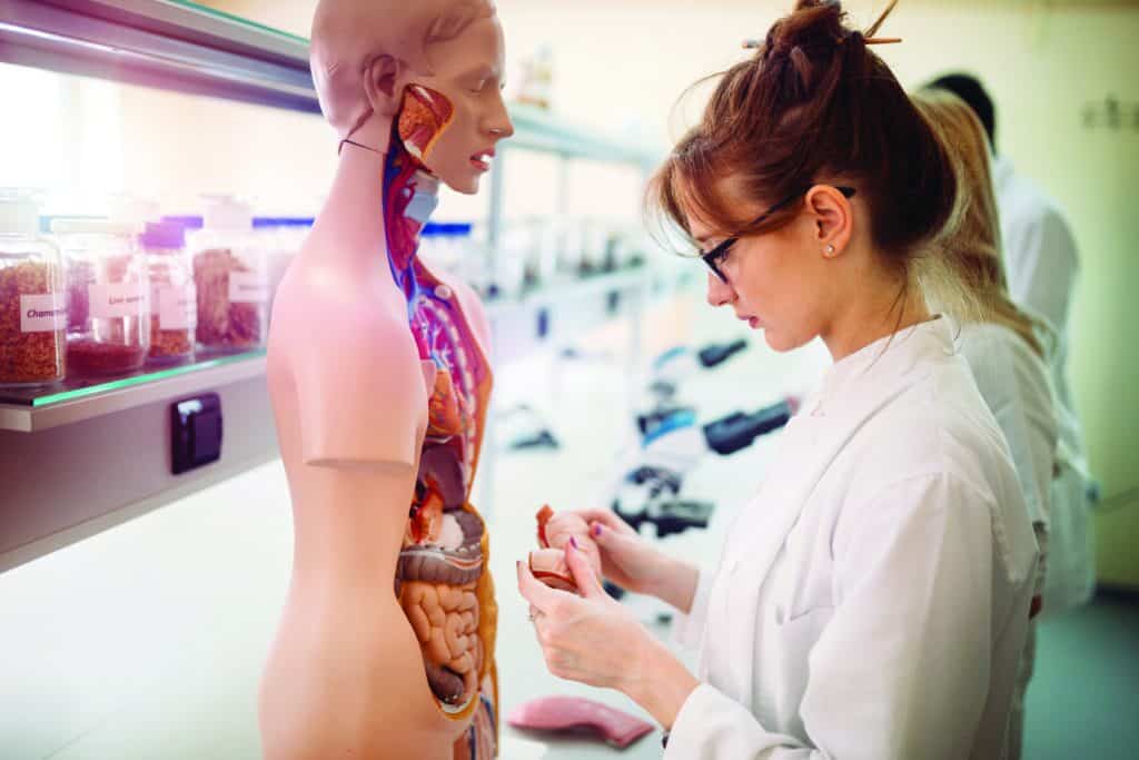 Dental student examining anatomical model of human body and internal organs in medical lab.