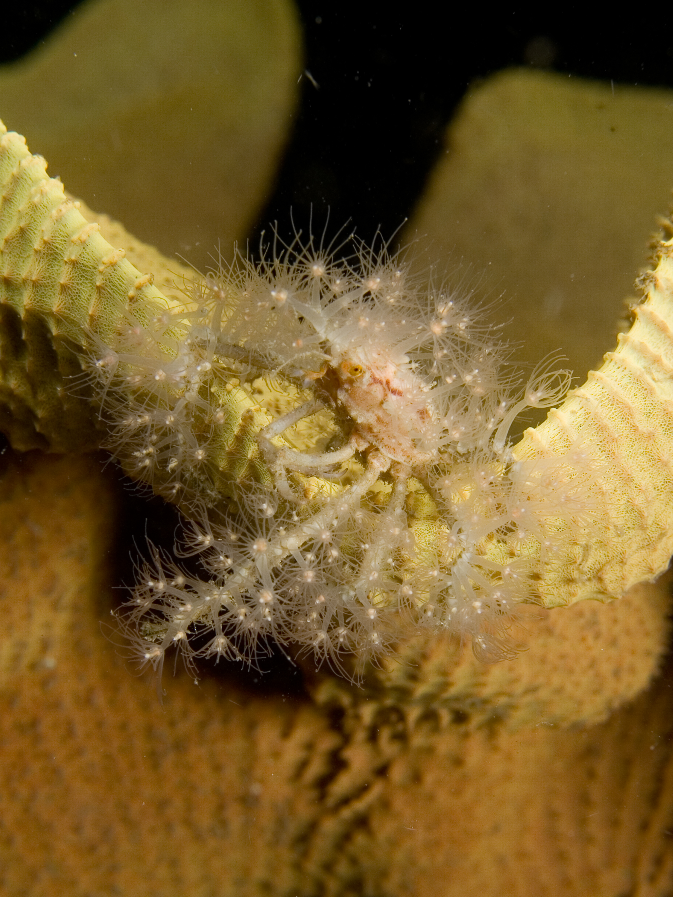 Spider Crab