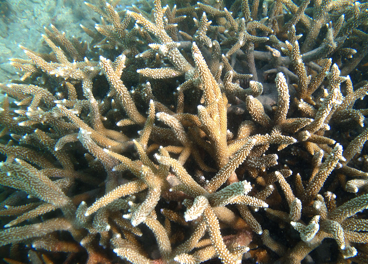 Staghorn Coral