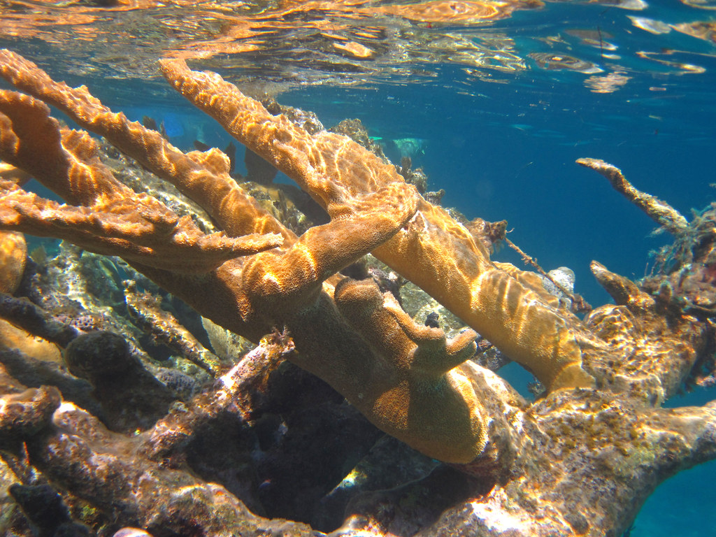 Elkhorn Coral